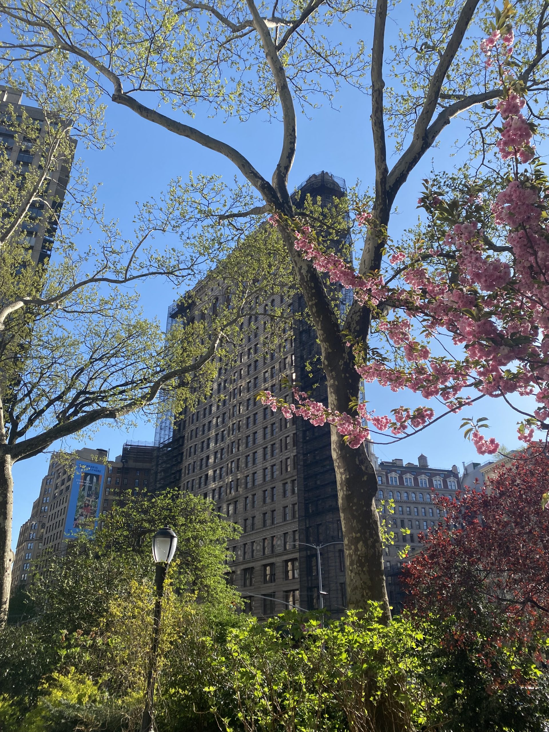 Building à New York avec des arbres en fleurs