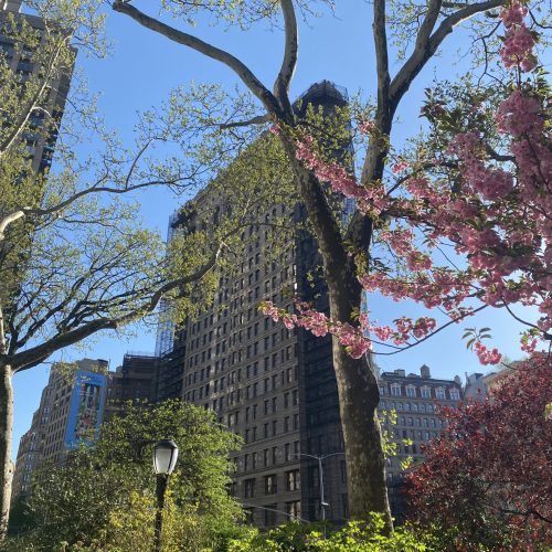 Building à New York avec des arbres en fleurs